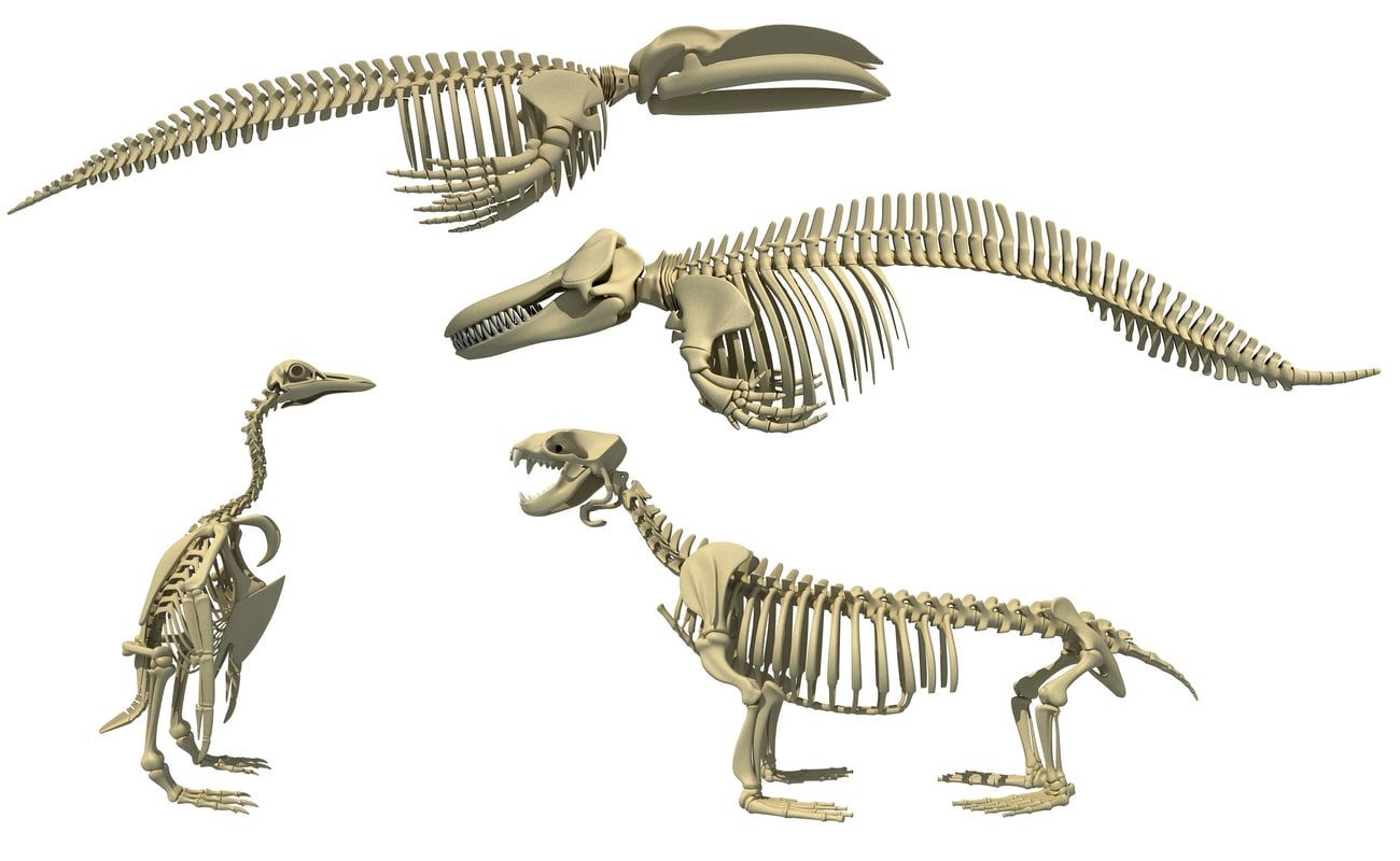 Papercraft Skeleton Aquatic Skeletons 3d Models Aquatic Skeletons