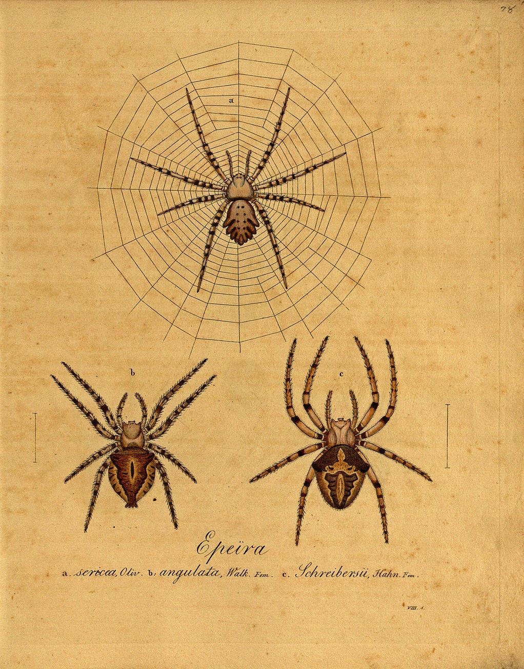 Spider Papercraft Spider Scientific Illustration Pinterest