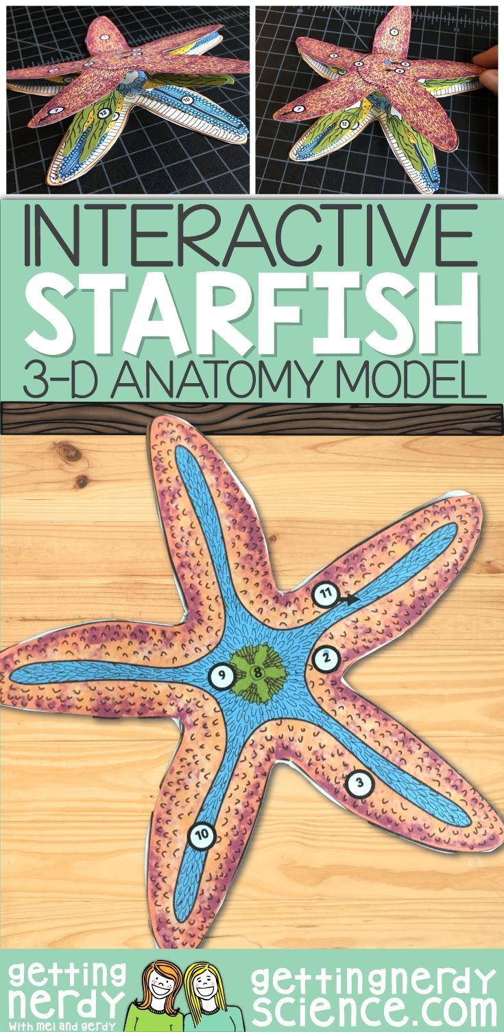 Xylem Papercraft Starfish Paper Dissection Scienstructable 3d Dissection Model